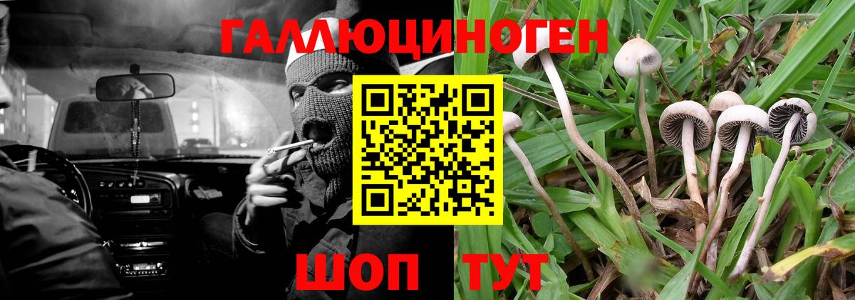 Псилоцибиновые грибы мицелий  Лиски  Галлюциногенные грибы Psilocybe 